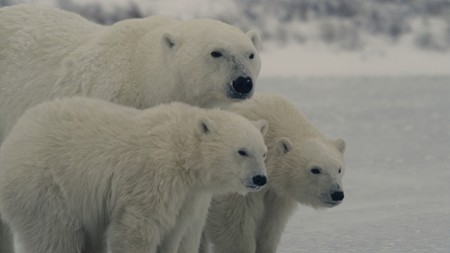 Sezon 2 Odcinek 6 Zima niedźwiedzia polarnego