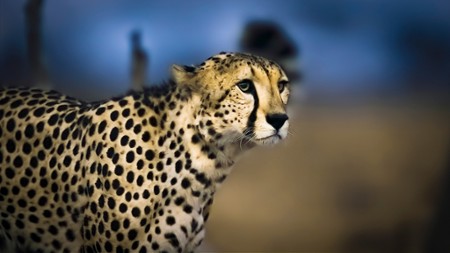 Równina geparda