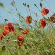Król Maciuś Pierwszy - galeria zdjęć - filmweb
