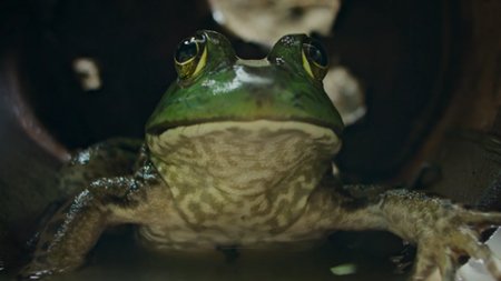 Sezon 1 Odcinek 1 Rozdział pierwszy: Ucieczka z lasu
