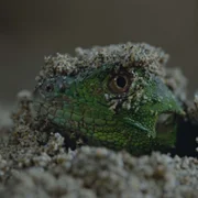 Nightmares of Nature - galeria zdjęć - filmweb