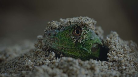 Sezon 2 Odcinek 1 Rozdział pierwszy: Witamy w dżungli