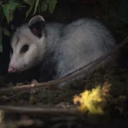 Koszmary z natury - galeria zdjęć - filmweb