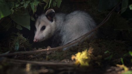 Sezon 2 Odcinek 2 Rozdział drugi: W pułapce