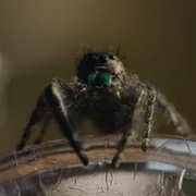 Koszmary z natury - galeria zdjęć - filmweb