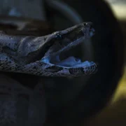 Koszmary z natury - galeria zdjęć - filmweb