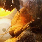 Erik the Viking - galeria zdjęć - filmweb
