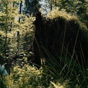 Do ostatniego drzewa - galeria zdjęć - filmweb