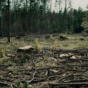 Do ostatniego drzewa - galeria zdjęć - filmweb
