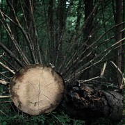 Do ostatniego drzewa - galeria zdjęć - filmweb
