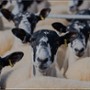 Farma Clarksona - galeria zdjęć