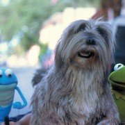 Kermit's Swamp Years - galeria zdjęć - filmweb