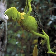 Kermit's Swamp Years - galeria zdjęć - filmweb