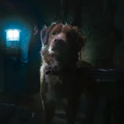 Good Boy - galeria zdjęć - filmweb