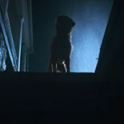 Good Boy - galeria zdjęć - filmweb