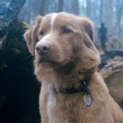 Good Boy - galeria zdjęć - filmweb