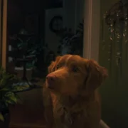 Good Boy - galeria zdjęć - filmweb