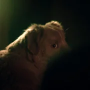 Good Boy - galeria zdjęć - filmweb