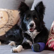 Psoty - galeria zdjęć - filmweb