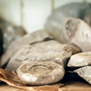 Ammonite - galeria zdjęć - filmweb