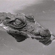 Tabu - galeria zdjęć - filmweb