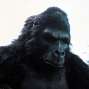 King Kong Lives - galeria zdjęć - filmweb