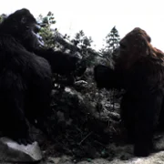 King Kong Lives - galeria zdjęć - filmweb