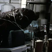 King Kong Lives - galeria zdjęć - filmweb