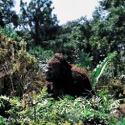 King Kong Lives - galeria zdjęć - filmweb