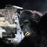 King Kong Lives - galeria zdjęć - filmweb
