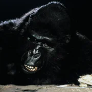 King Kong Lives - galeria zdjęć - filmweb