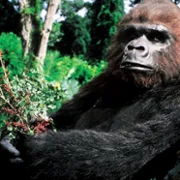 King Kong Lives - galeria zdjęć - filmweb