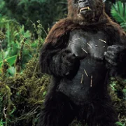 King Kong Lives - galeria zdjęć - filmweb