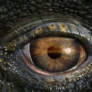 Sea Rex 3D: Journey to a Prehistoric World - galeria zdjęć - filmweb