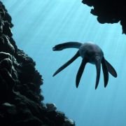 Sea Rex 3D. Podróż do prehistorycznego świata - galeria zdjęć - filmweb