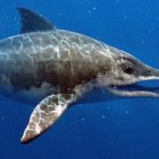 Sea Rex 3D: Journey to a Prehistoric World - galeria zdjęć - filmweb