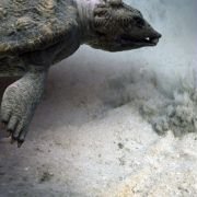 Sea Rex 3D: Journey to a Prehistoric World - galeria zdjęć - filmweb