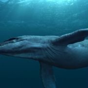 Sea Rex 3D: Journey to a Prehistoric World - galeria zdjęć - filmweb
