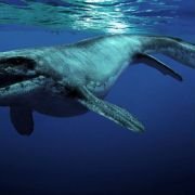 Sea Rex 3D: Journey to a Prehistoric World - galeria zdjęć - filmweb