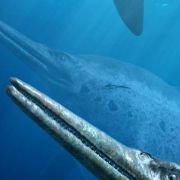 Sea Rex 3D: Journey to a Prehistoric World - galeria zdjęć - filmweb