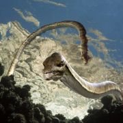 Sea Rex 3D: Journey to a Prehistoric World - galeria zdjęć - filmweb