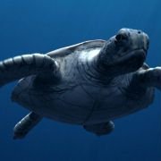 Sea Rex 3D: Journey to a Prehistoric World - galeria zdjęć - filmweb
