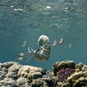 Sea Rex 3D: Journey to a Prehistoric World - galeria zdjęć - filmweb