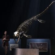 Sea Rex 3D: Journey to a Prehistoric World - galeria zdjęć - filmweb