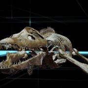 Sea Rex 3D: Journey to a Prehistoric World - galeria zdjęć - filmweb