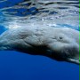 Ocean przyg&oacute;d 3D - galeria zdjęć