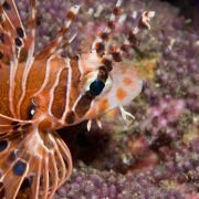 OceanWorld 3D - galeria zdjęć - filmweb