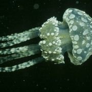 OceanWorld 3D - galeria zdjęć - filmweb