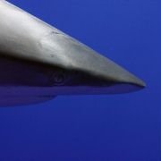 OceanWorld 3D - galeria zdjęć - filmweb
