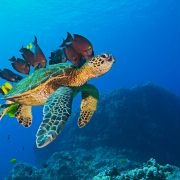 OceanWorld 3D - galeria zdjęć - filmweb